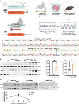 The human Stat1 gain-of-function T385M mutation causes expansion of activated T-follicular helper/T-helper 1-like CD4 T cells and sex-biased autoimmunity in specific pathogen-free mice